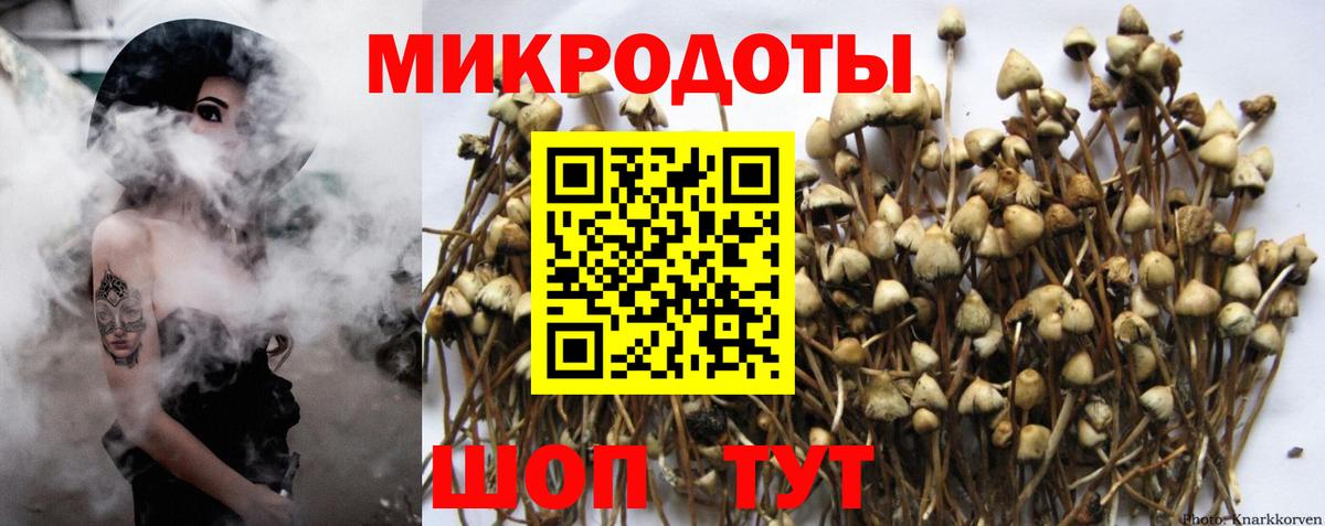 Галлюциногенные грибы Psilocybe Химки